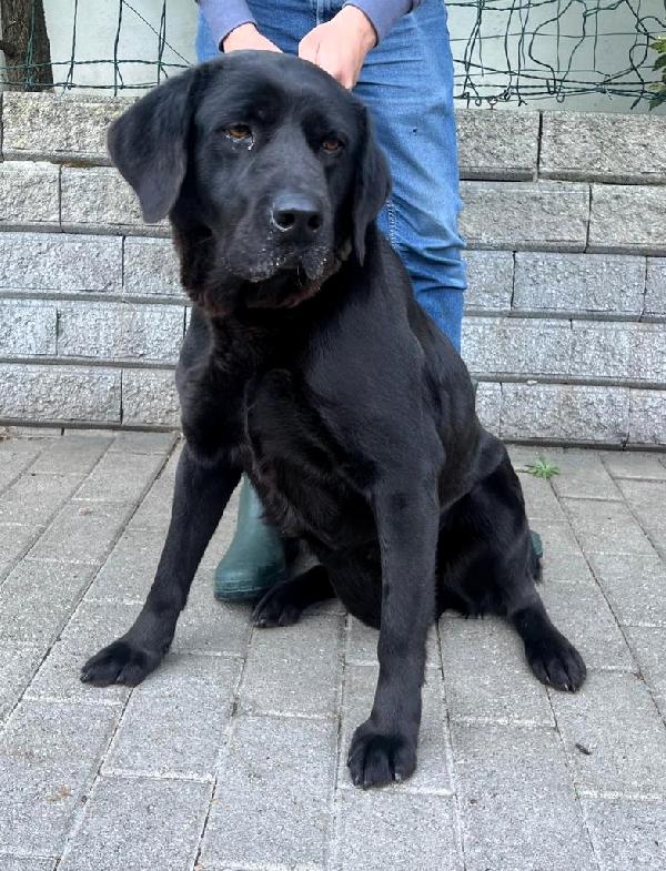 ARIA LABRADOR Foto 2